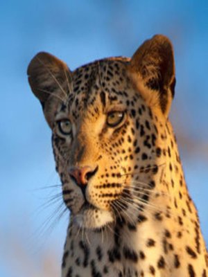 cover image of Later Dater